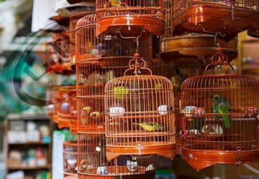 لیست پرنده فروشی های تهران