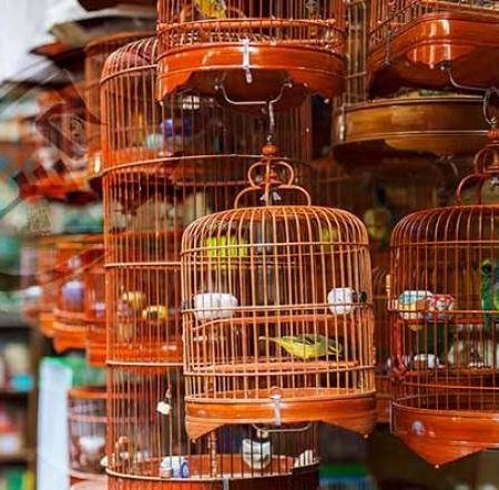 لیست پرنده فروشی های تهران