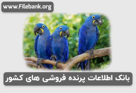 بانک موبایل پرنده فروشی های کشور